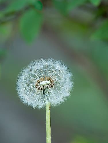 Washington State, Dandelion head seed with fine hair-like pappus Art Print